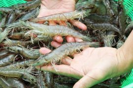 Vài điều lưu ý khi chuẩn bị ao và thả giống tôm chân trắng nuôi bán thâm canh