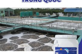 CHLORINE CÁ HEO – CHLORINE TRUNG QUỐC