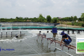 Quy Trình Cải Tạo Ao Và Xử Lý Nước Đầu Vụ Nuôi Tôm