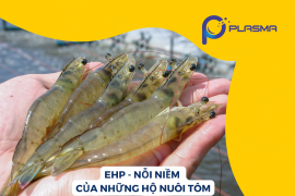 EHP – NỖI NIỀM CỦA NHỮNG HỘ NUÔI TÔM