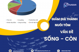 GIẢM GIÁ THÀNH NUÔI TÔM – VẤN ĐỀ SỐNG CÒN