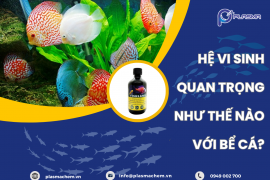 HỆ VI SINH QUAN TRỌNG VỚI BỂ CÁ HƠN BẠN NGHĨ