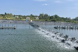 TỐI ƯU HOÁ HIỆU QUẢ SỬ DỤNG THỨC ĂN CHO TÔM