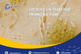 LỢI ÍCH CỦA TẢO KHUÊ TRONG AO TÔM