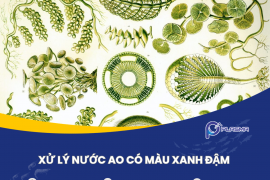 Nước ao có màu xanh đậm cần xử lý như thế nào?