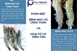 PHÂN BIỆT BỆNH ĐỤC CƠ, CÔNG THÂN VÀ HOẠI TỬ CƠ TRÊN TÔM