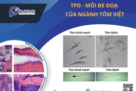 BỆNH MỚI | TPD – MỐI ĐE DOẠ CỦA NGÀNH TÔM VIỆT