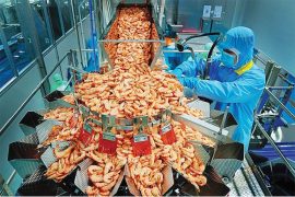 Tôm Việt là cửa ngõ vào thị trường EU