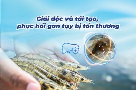 TẦM QUAN TRỌNG CỦA AXIT MẬT ĐỐI VỚI GAN TUỴ TÔM