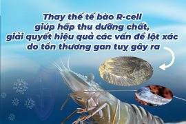 AXIT MẬT THAY THẾ CHOLESTEROL TRONG THỨC ĂN NUÔI TÔM