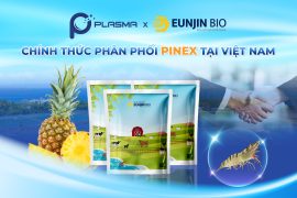 Plasma Việt Nam hợp tác cùng EUNJIN BIO: Phân phối chính thức sản phẩm PINEX- Enzyme dứa – tại Việt Nam