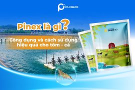 PINEX là gì? Công dụng và cách sử dụng trong nuôi tôm-cá hiệu quả