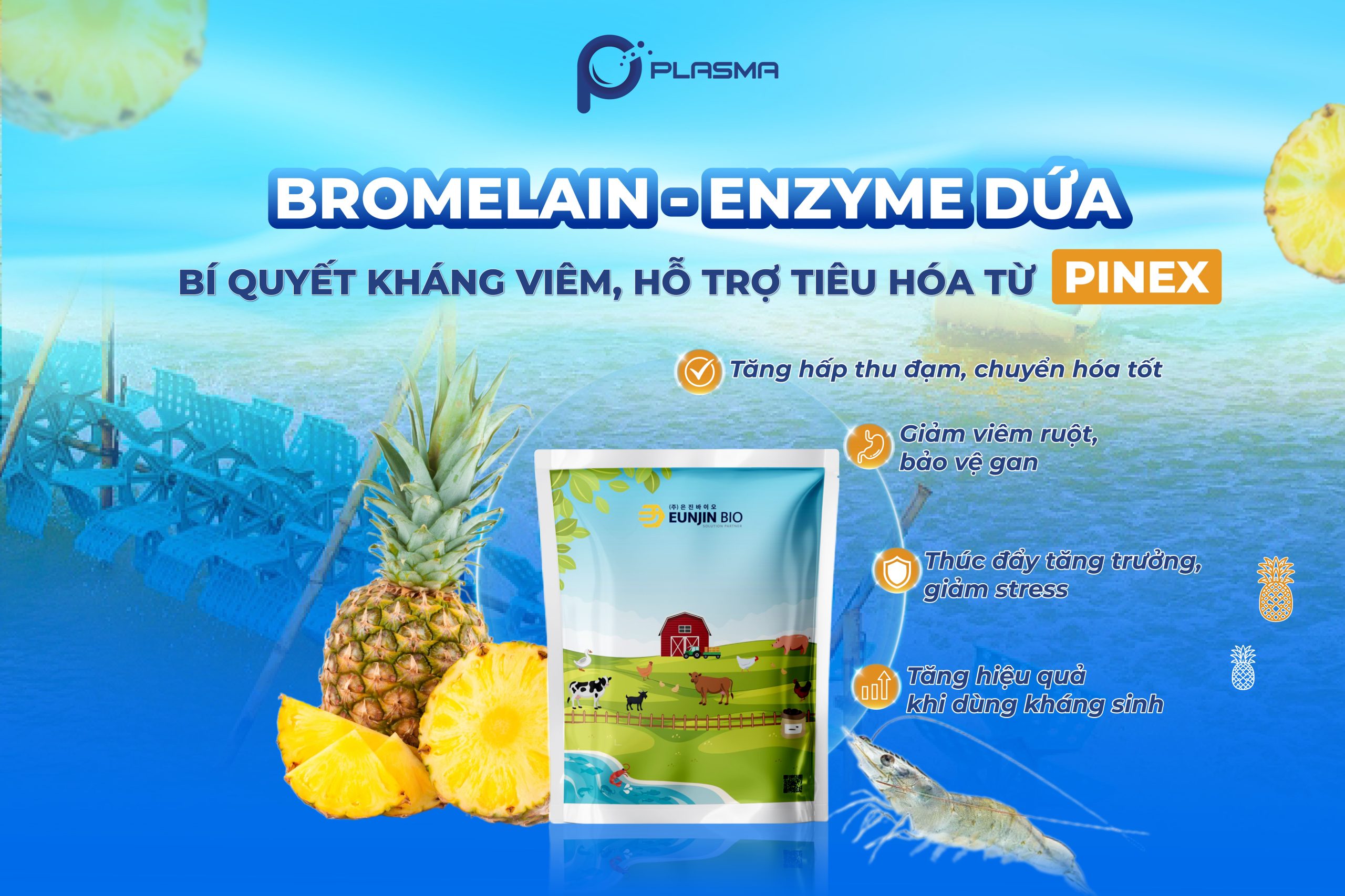 Enzyme dứa PINE giúp kháng viêm, hỗ trợ tiêu hoá cho tôm hiệu quả