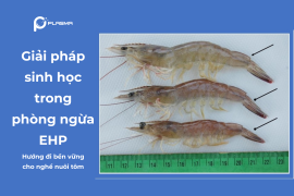 Giải pháp sinh học trong phòng ngừa EHP – Hướng đi bền vững cho nghề nuôi tôm