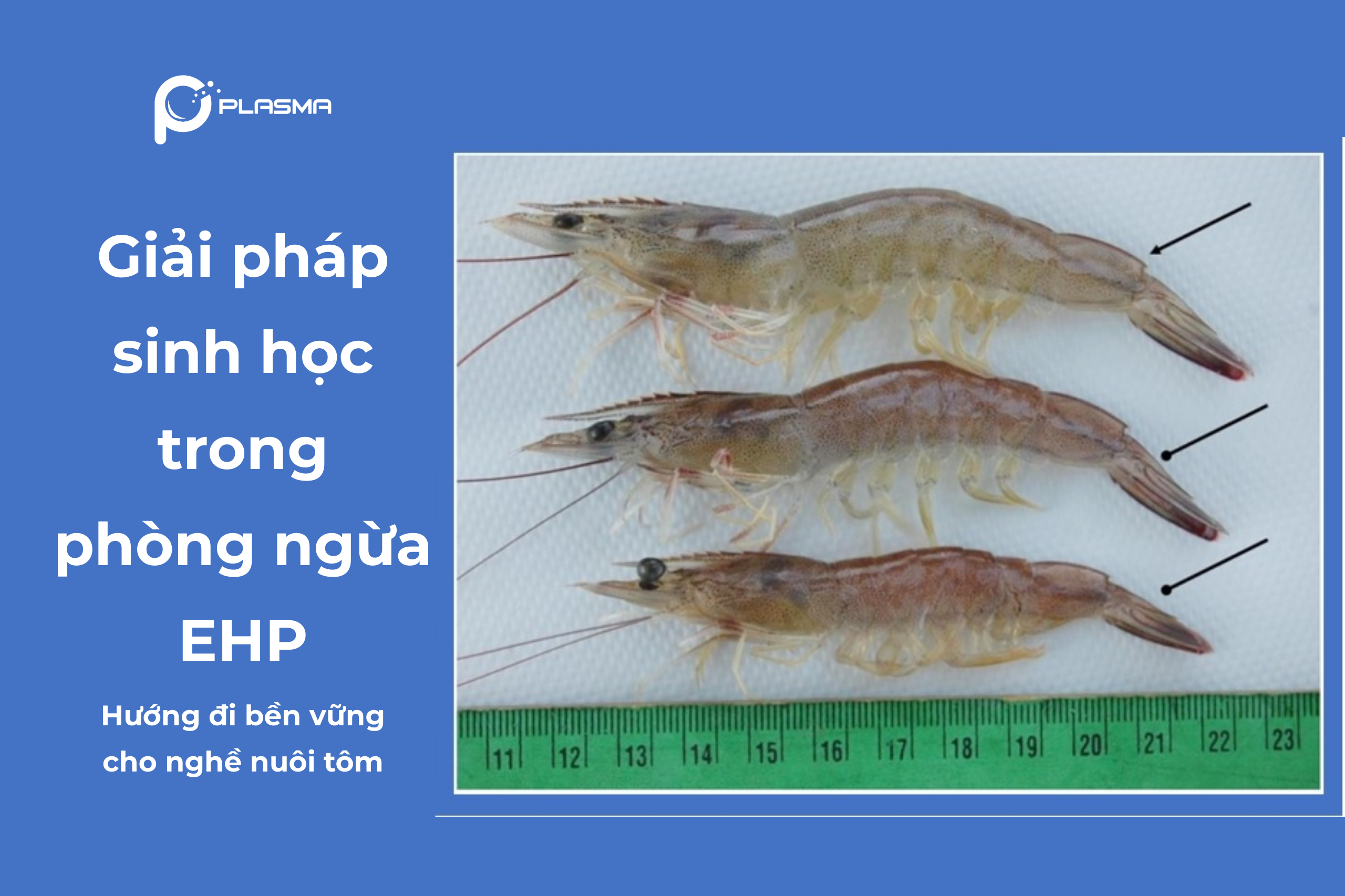 Giải pháp sinh học trong phòng ngừa EHP