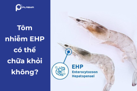 Tôm nhiễm EHP có thể chữa khỏi không? Sự thật về căn bệnh gây thất thu cho người nuôi