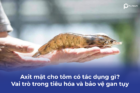 Axit mật cho tôm có tác dụng gì? Vai trò trong tiêu hóa và bảo vệ gan tụy