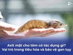 Axit mật cho tôm có tác dụng gì? Vai trò trong tiêu hóa và bảo vệ gan tụy