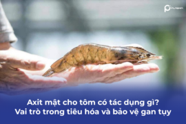 Axit mật cho tôm có tác dụng gì? Vai trò trong tiêu hóa và bảo vệ gan tụy