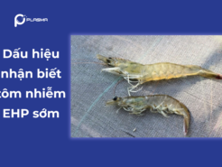 Dấu hiệu nhận biết tôm nhiễm EHP sớm – Cách phát hiện trước khi thiệt hại xảy ra