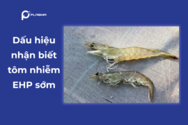 Dấu hiệu nhận biết tôm nhiễm EHP sớm – Cách phát hiện trước khi thiệt hại xảy ra