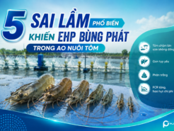 5 sai lầm phổ biến khiến EHP bùng phát trong ao nuôi tôm