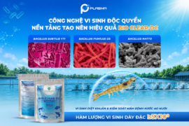 Vi sinh độc quyền – Nền tảng giúp BIO CLEAR DC hỗ trợ kiểm soát vi khuẩn trong ao nuôi