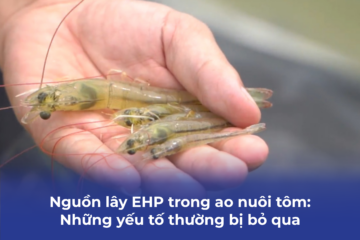Nguồn lây EHP trong ao nuôi tôm: Những yếu tố thường bị bỏ qua