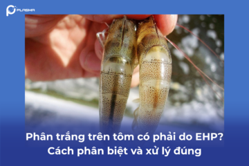 Phân trắng trên tôm có phải do EHP? Cách phân biệt và xử lý đúng