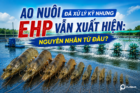 Ao nuôi đã xử lý kỹ nhưng EHP vẫn xuất hiện: Nguyên nhân từ đâu?