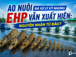 Ao nuôi đã xử lý kỹ nhưng EHP vẫn xuất hiện: Nguyên nhân từ đâu?