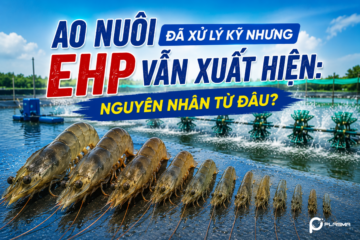 Ao nuôi đã xử lý kỹ nhưng EHP vẫn xuất hiện: Nguyên nhân từ đâu?