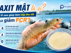 Axit mật là gì? Vì sao giúp tôm hấp thu tốt và giảm FCR?