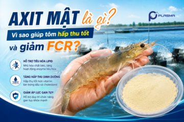 Axit mật là gì? Vì sao giúp tôm hấp thu tốt và giảm FCR?