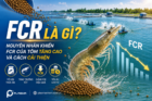 FCR là gì? Nguyên nhân khiến FCR của tôm tăng cao và cách cải thiện