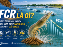 FCR là gì? Nguyên nhân khiến FCR của tôm tăng cao và cách cải thiện