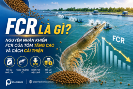 FCR là gì? Nguyên nhân khiến FCR của tôm tăng cao và cách cải thiện