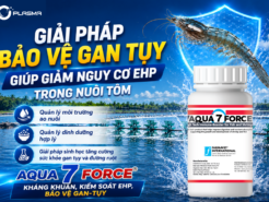 Giải Pháp Bảo Vệ Gan Tụy Giúp Giảm Nguy Cơ Ehp Trong Nuôi Tôm