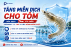 Tăng miễn dịch cho tôm – Chìa khóa góp phần giảm nguy cơ EHP và các bệnh đường ruột