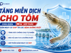 Tăng miễn dịch cho tôm – Chìa khóa góp phần giảm nguy cơ EHP và các bệnh đường ruột