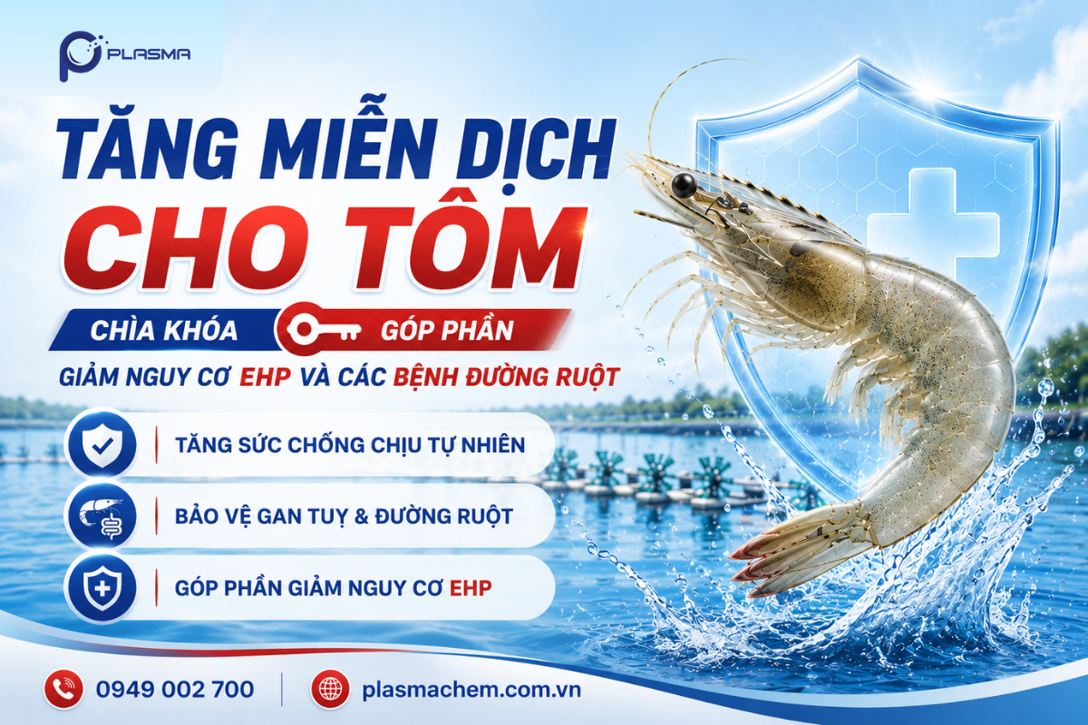 Tăng miễn dịch cho tôm góp phần phòng ngừa EHP.