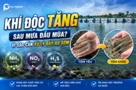 Khí độc tăng sau mưa đầu mùa? Vì sao xử lý đáy ao là việc không nên bỏ qua