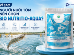 Vì sao người nuôi tôm nên chọn BIO NUTRITIO-AQUA?