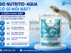 BIO NUTRITIO-AQUA có gì nổi bật? 5 điểm khác biệt giúp hỗ trợ đường ruột và tăng hấp thu dinh dưỡng