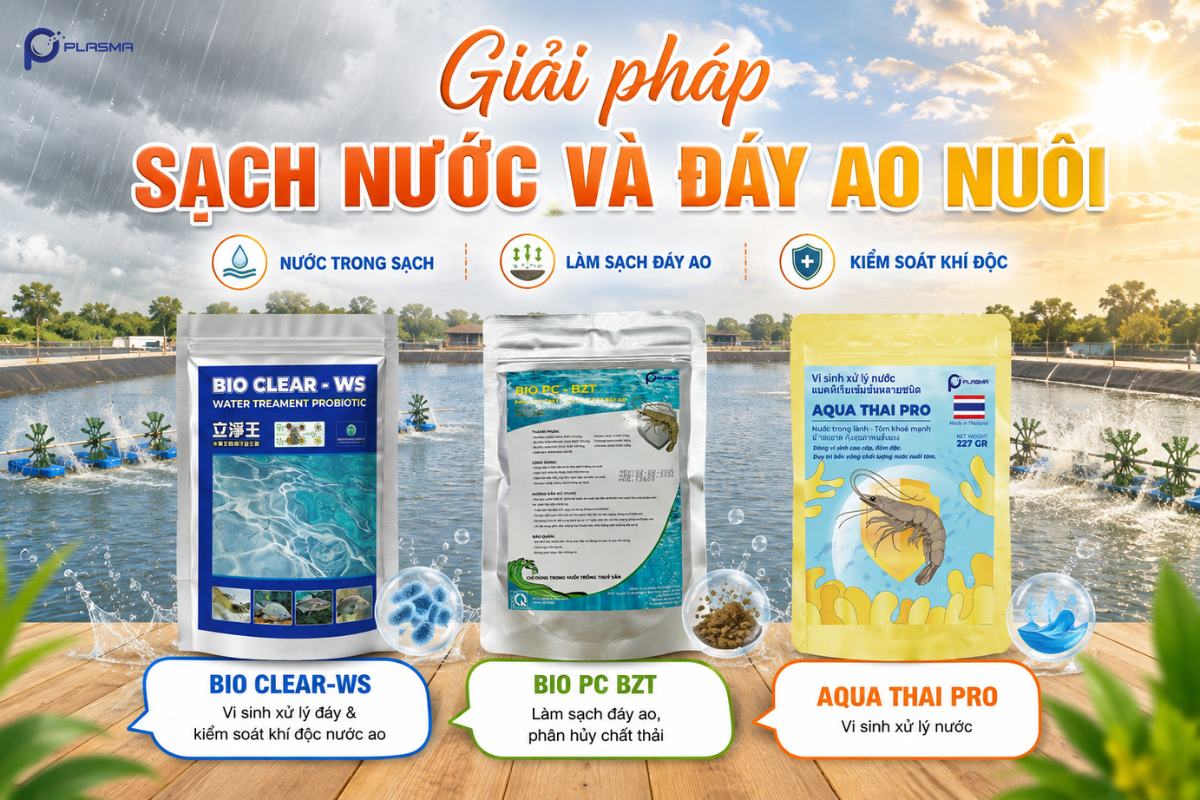 Giải pháp làm sạch nước và đáy ao nuôi mùa mưa bão.