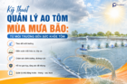 Kỹ Thuật Quản Lý Ao Tôm Mùa Mưa Bão: Từ Môi Trường Đến Sức Khỏe Tôm