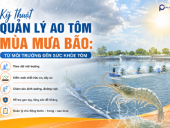 Kỹ Thuật Quản Lý Ao Tôm Mùa Mưa Bão: Từ Môi Trường Đến Sức Khỏe Tôm