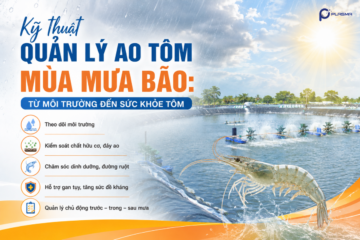 Kỹ Thuật Quản Lý Ao Tôm Mùa Mưa Bão: Từ Môi Trường Đến Sức Khỏe Tôm