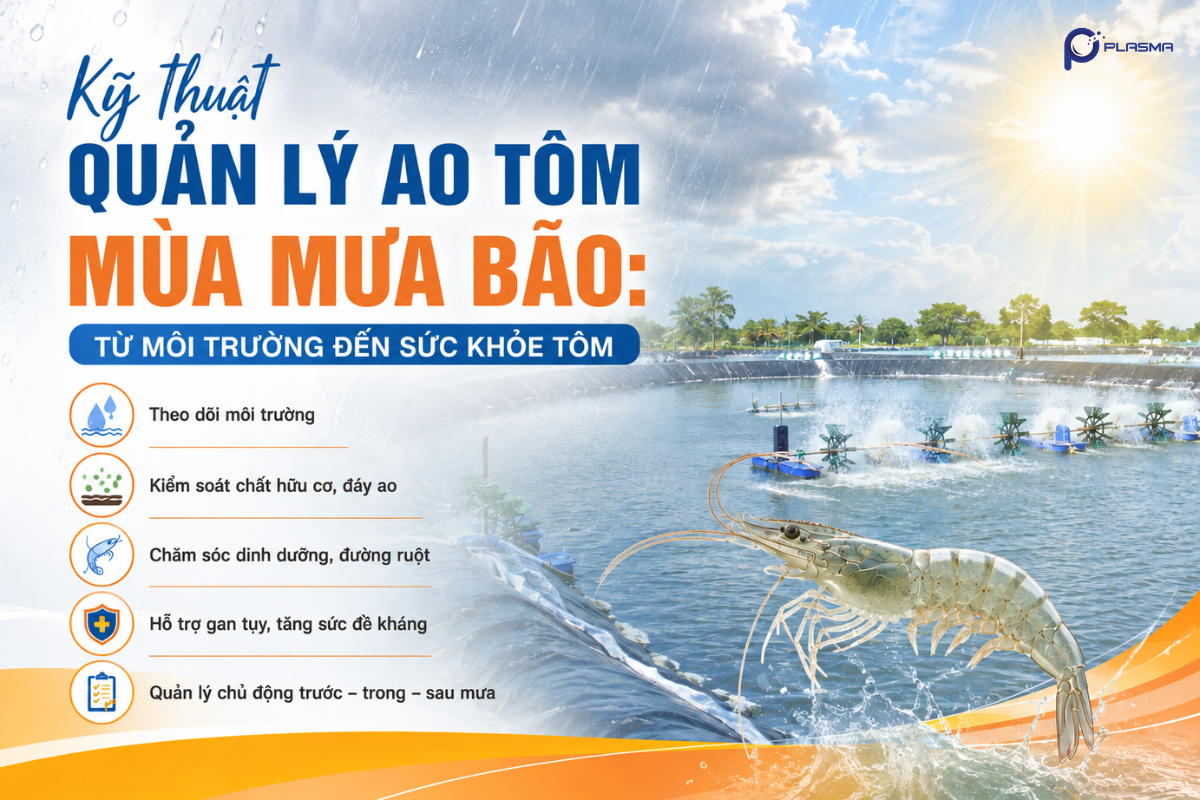 Kỹ thuật quản lý ao nuôi tôm mùa mưa bão.