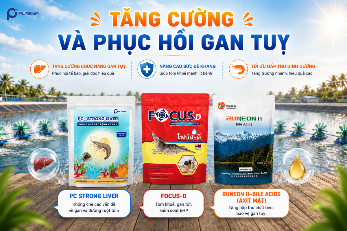 Giải pháp tăng cường và phục hồi chức năng gan tuỵ/